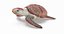 loggerhead sea turtle model