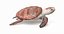loggerhead sea turtle model