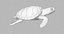 loggerhead sea turtle model