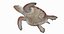 loggerhead sea turtle model