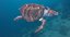loggerhead sea turtle model