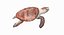 loggerhead sea turtle model