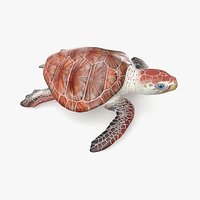 Loggerhead Sea Turtle