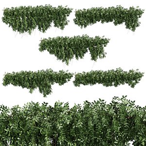 3D Collection plant vol 745 - bush - ivy - Outdoor
