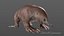 Tachyglossus aculeatus