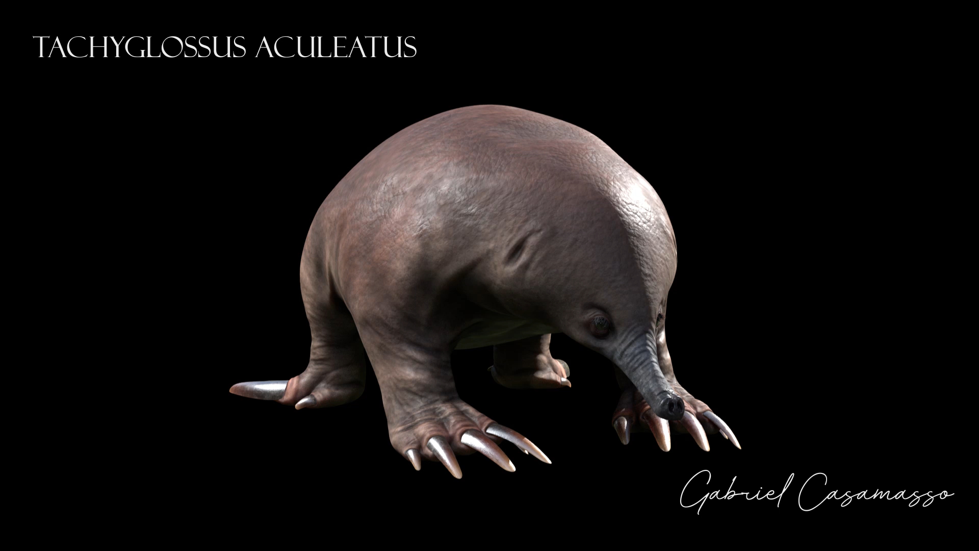 3D tachyglossus aculeatus echidna animate https://p.turbosquid.com/ts-thumb/ro/3yTkdF/6Kw3gtHC/turbo/png/1563047934/1920x1080/turn_fit_q99/76ce556acbd79746e852507aff7c70254dec5809/turbo-1.jpg