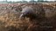 Tachyglossus aculeatus