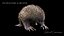 Tachyglossus aculeatus