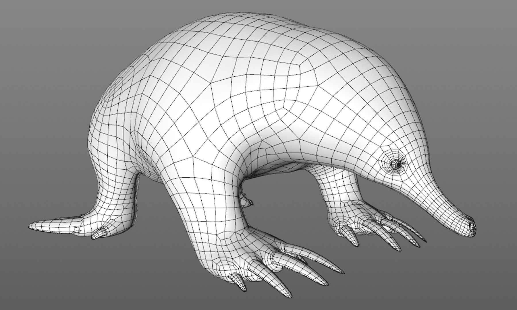 3D tachyglossus aculeatus echidna animate https://p.turbosquid.com/ts-thumb/ro/3yTkdF/hiqcT7em/wire1/png/1563683480/1920x1080/fit_q87/87395265f2f75c226a87026f66bf64fbc1c2b487/wire1.jpg
