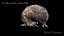 Tachyglossus aculeatus