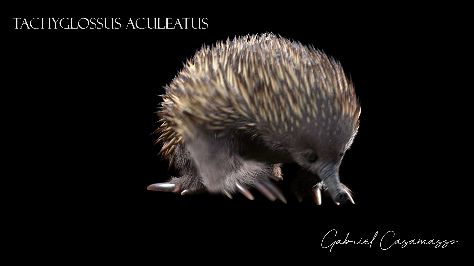 3D tachyglossus aculeatus echidna animate https://p.turbosquid.com/ts-thumb/ro/3yTkdF/kF0LMw2S/echidna/png/1563636987/1920x1080/turn_fit_q99/32006ced43130e59830520b6f42a35e2f54810e9/echidna-1.jpg