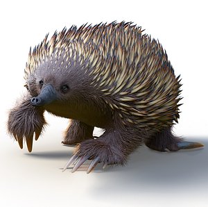3D tachyglossus aculeatus echidna animate
