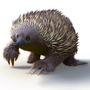 Tachyglossus aculeatus