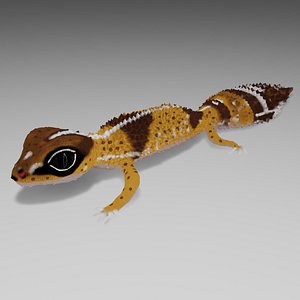 african fat tailed gecko 3D model