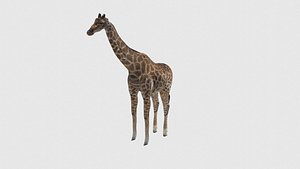 Low Poly Giraffe Rigged With Realistic Texture