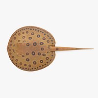 Freshwater Stingray