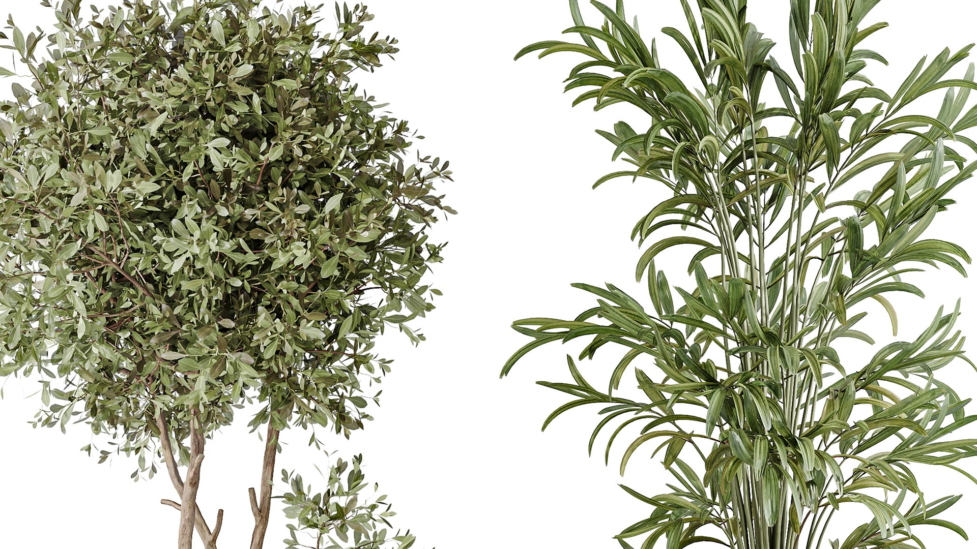 AV Indoor plants set 167 Artificial Olivo Olea Tree and Areca Majesty Cat Reed Palm and Lutescens Ar 3D model https://p.turbosquid.com/ts-thumb/ro/KVHXh2/Nz/06/png/1738138695/1920x1080/fit_q87/8e59c7fa7a0082c99b56c27b2be3c76e58d2ae48/06.jpg
