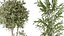 AV Indoor plants set 167 Artificial Olivo Olea Tree and Areca Majesty Cat Reed Palm and Lutescens Ar