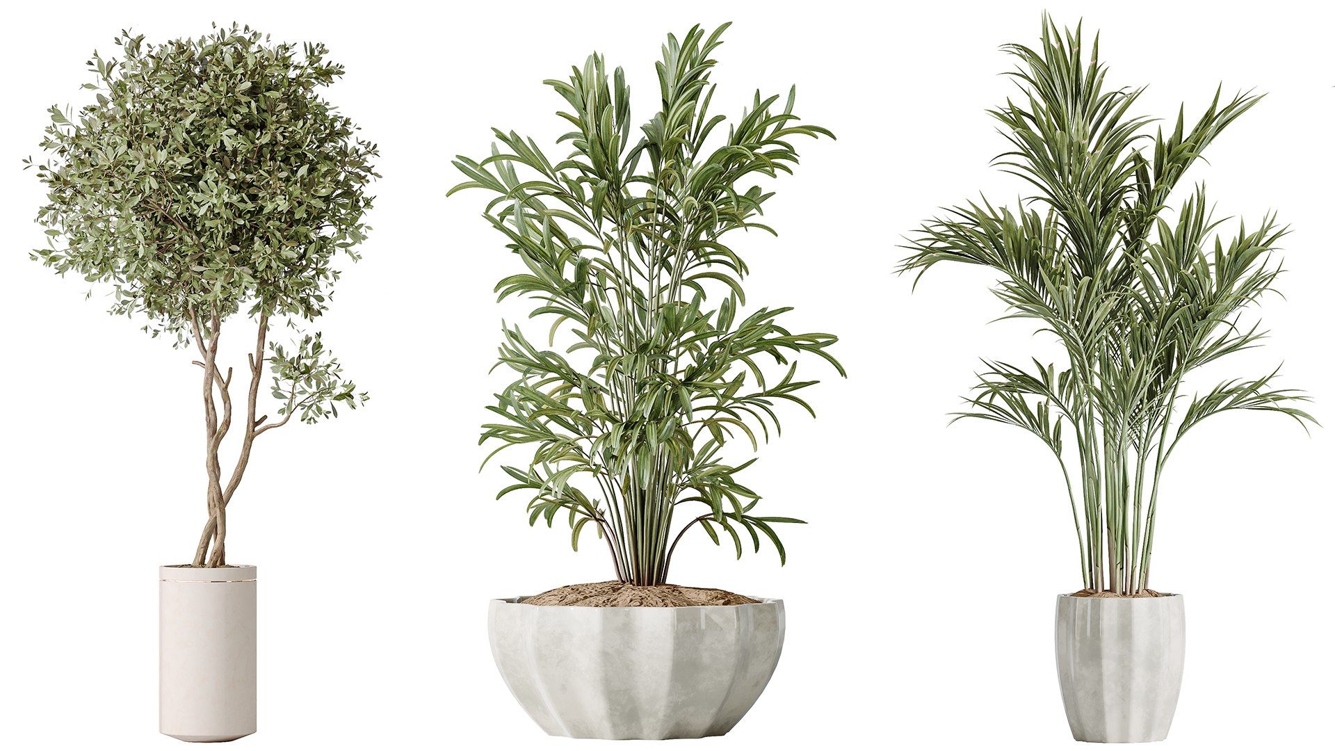 AV Indoor plants set 167 Artificial Olivo Olea Tree and Areca Majesty Cat Reed Palm and Lutescens Ar 3D model https://p.turbosquid.com/ts-thumb/ro/KVHXh2/cV/05/png/1738138694/1920x1080/fit_q87/239f1ab1789cb7c28bc78f580af5a9979b330de3/05.jpg