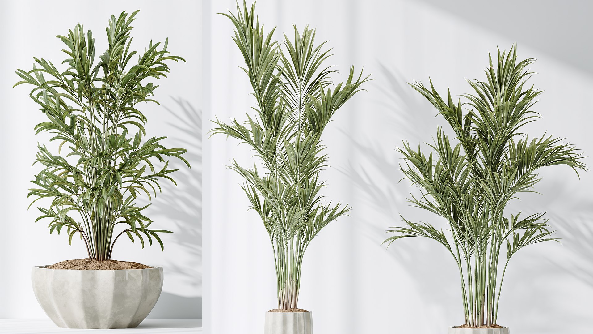 AV Indoor plants set 167 Artificial Olivo Olea Tree and Areca Majesty Cat Reed Palm and Lutescens Ar 3D model https://p.turbosquid.com/ts-thumb/ro/KVHXh2/tR/03/png/1738138701/1920x1080/fit_q87/5c2735bc87ac1e4c26567b9f4caba3abb5c084df/03.jpg