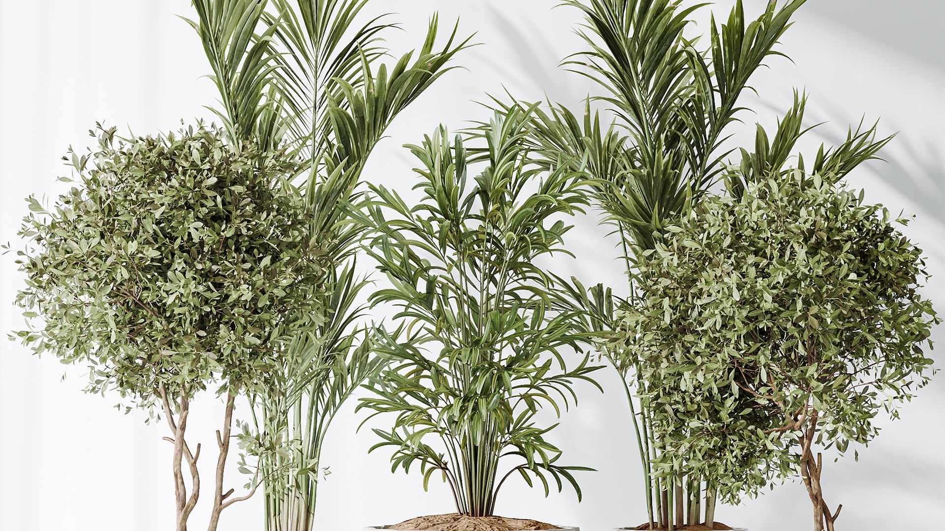 AV Indoor plants set 167 Artificial Olivo Olea Tree and Areca Majesty Cat Reed Palm and Lutescens Ar 3D model https://p.turbosquid.com/ts-thumb/ro/KVHXh2/y7/04/png/1738138694/1920x1080/fit_q87/97698243ebf66d3f2e3a9426b85943963aa926c1/04.jpg
