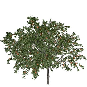 3D Peach Tree - 06 -