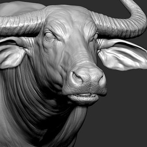 water buffalo Bubalus bubalis  Asian VFX Zbrush Digitale Sculpture model