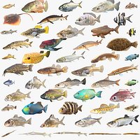 50 Fish Sea Creatures Collection v2