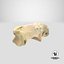 Pavian Monkey Male Calcaneus Bone 01