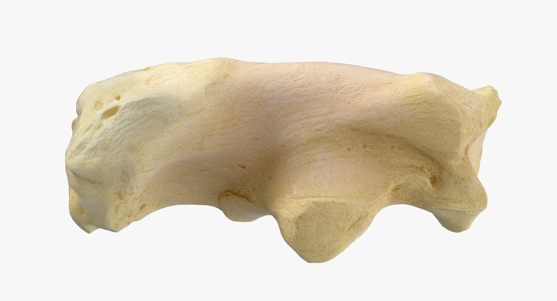Pavian Monkey Male Calcaneus Bone 01 3D model https://p.turbosquid.com/ts-thumb/ro/hP8l1C/af/0000/jpg/1684423165/1920x1080/turn_fit_q99/8bad4f3841c4ba84f931ecaf528cbfdd5c924780/0000-1.jpg