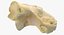 Pavian Monkey Male Calcaneus Bone 01