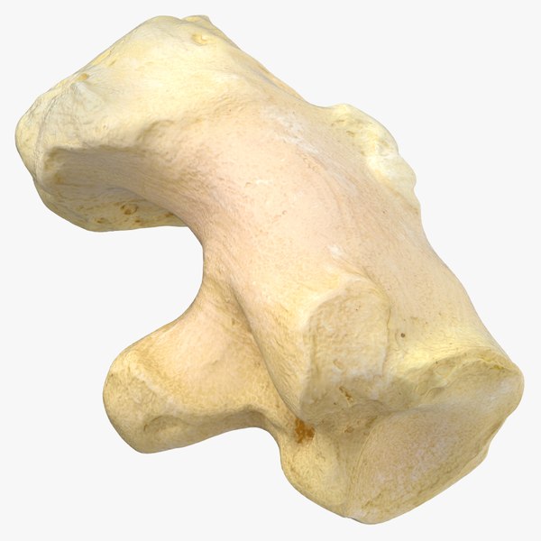 Pavian Monkey Male Calcaneus Bone 01 3D model