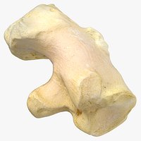 Pavian Monkey Male Calcaneus Bone 01