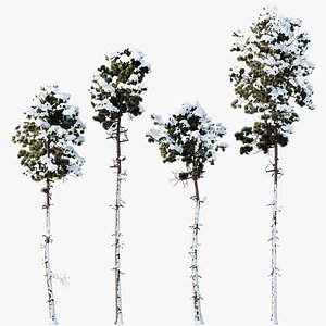 AV Plants Pinus Engelmannii Winter Snow 3D