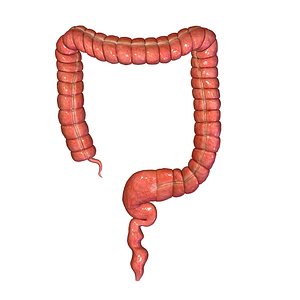 Large intestine