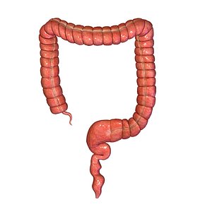 Large intestine