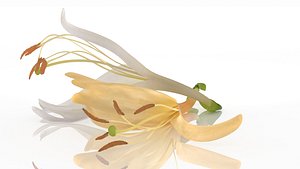 Japanese honeysuckle flowers 3D model