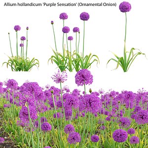 Allium hollandicum - Purple Sensation - Ornamental Onion 3D model