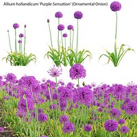 Allium hollandicum - Purple Sensation - Ornamental Onion