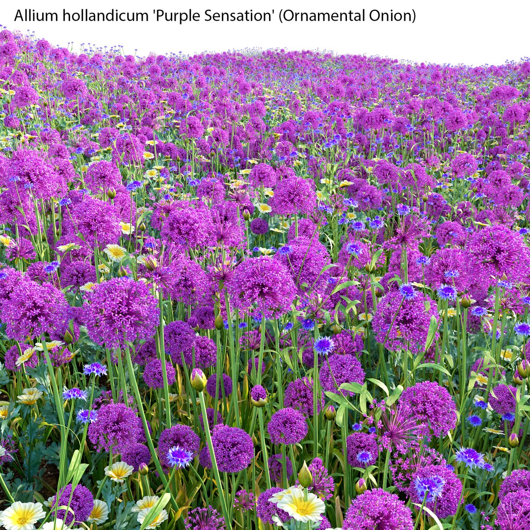 Allium hollandicum - Purple Sensation - Ornamental Onion 3D model https://p.turbosquid.com/ts-thumb/rp/DPGYlb/18/3dtree_alliumhollandicum_v2_03/jpg/1665027363/1920x1080/fit_q87/fa96df738264b464c5745056fff9231e9701fbb7/3dtree_alliumhollandicum_v2_03.jpg