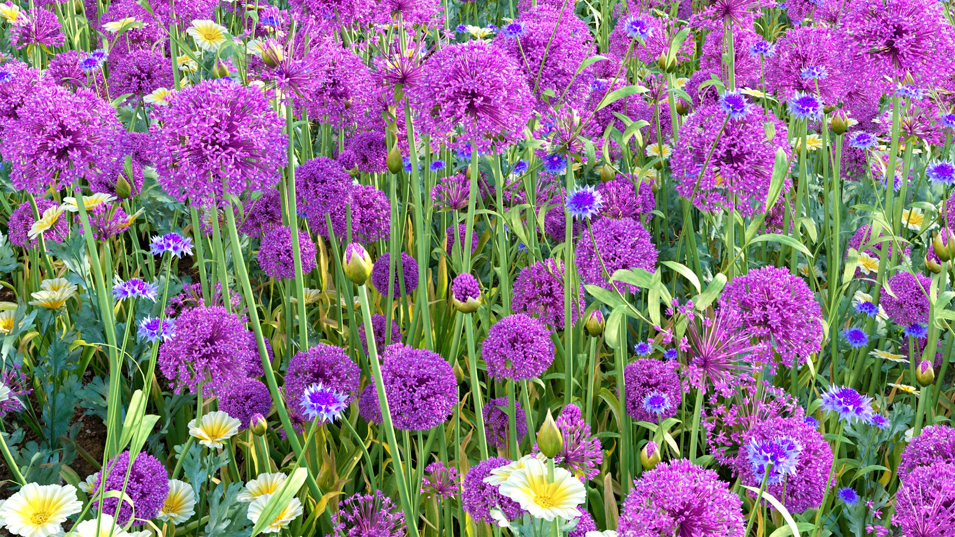 Allium hollandicum - Purple Sensation - Ornamental Onion 3D model https://p.turbosquid.com/ts-thumb/rp/DPGYlb/72/3dtree_alliumhollandicum_v2_07/jpg/1665027344/1920x1080/fit_q87/d30e9a49f56bf29f920ebcbaa2c524ae68e314b1/3dtree_alliumhollandicum_v2_07.jpg