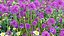 Allium hollandicum - Purple Sensation - Ornamental Onion