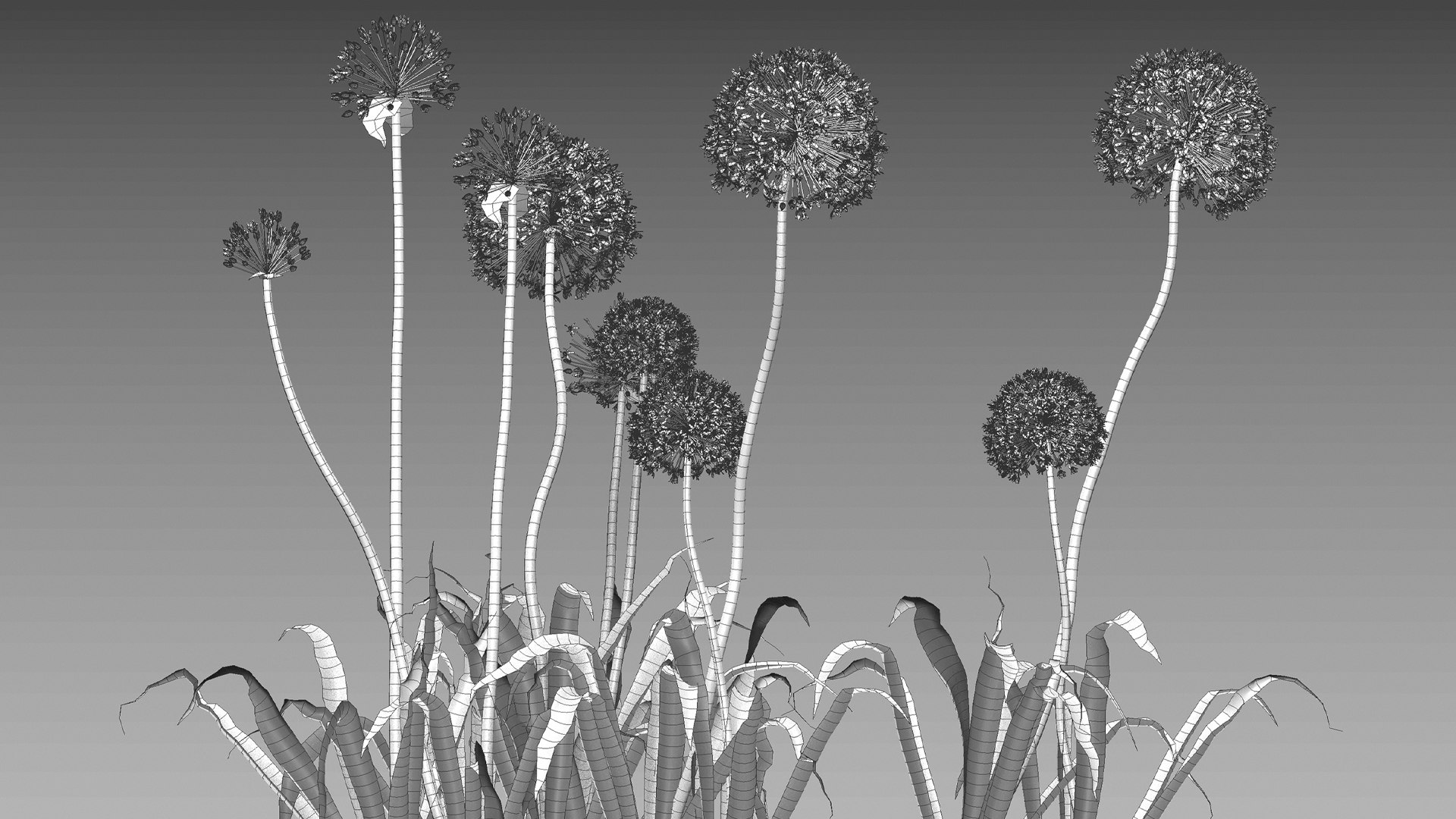Allium hollandicum - Purple Sensation - Ornamental Onion 3D model https://p.turbosquid.com/ts-thumb/rp/DPGYlb/CB/3dtree_alliumhollandicum_v2_11/jpg/1665027346/1920x1080/fit_q87/5fe0002e0557fa006e637ec6aa4665a989945e3a/3dtree_alliumhollandicum_v2_11.jpg