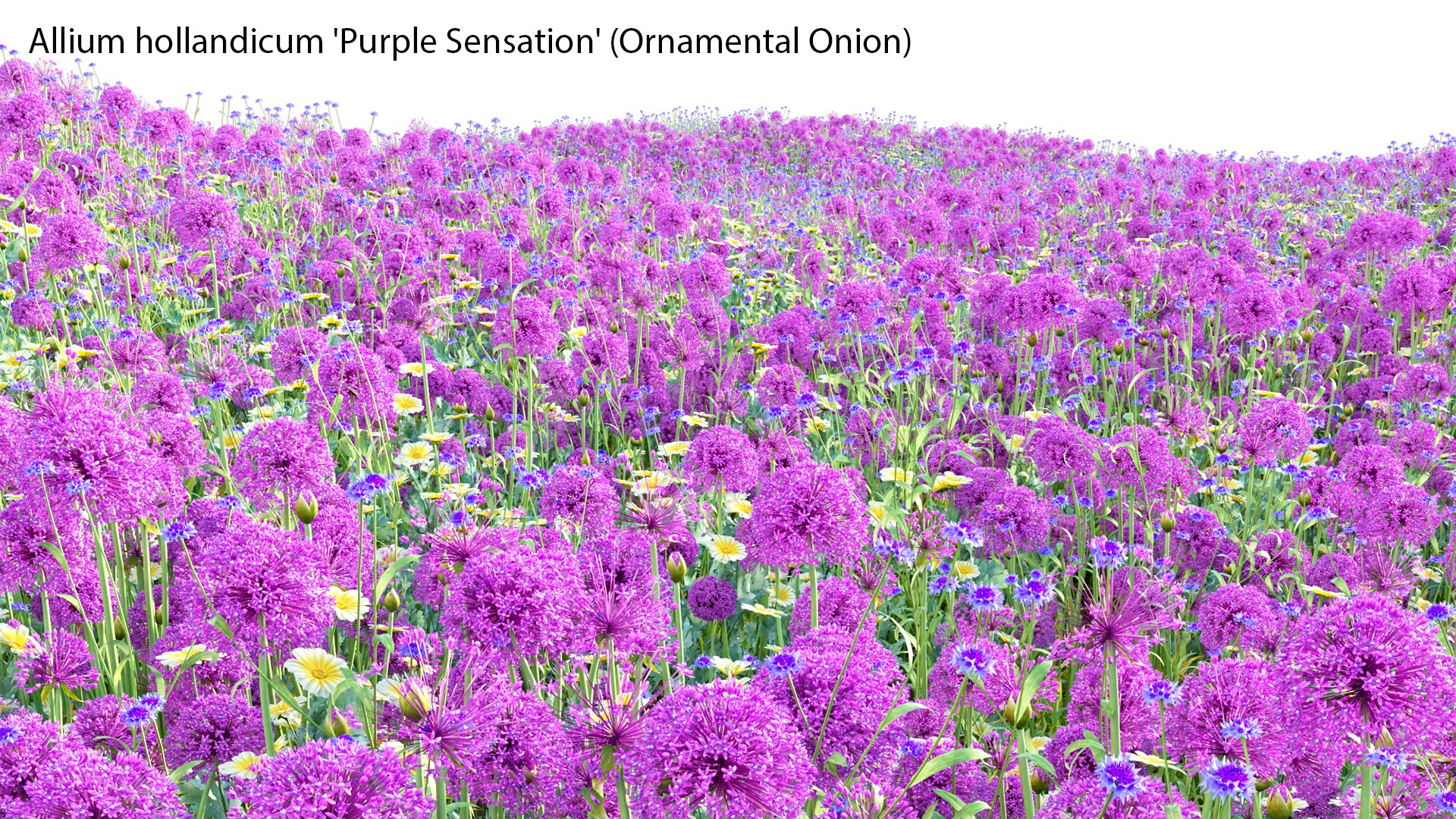 Allium hollandicum - Purple Sensation - Ornamental Onion 3D model https://p.turbosquid.com/ts-thumb/rp/DPGYlb/QZ/3dtree_alliumhollandicum_v2_08/jpg/1665027345/1920x1080/fit_q87/a2439d6b24119e0a7402cc57f6c7349c1a8cd8e4/3dtree_alliumhollandicum_v2_08.jpg