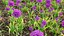 Allium hollandicum - Purple Sensation - Ornamental Onion