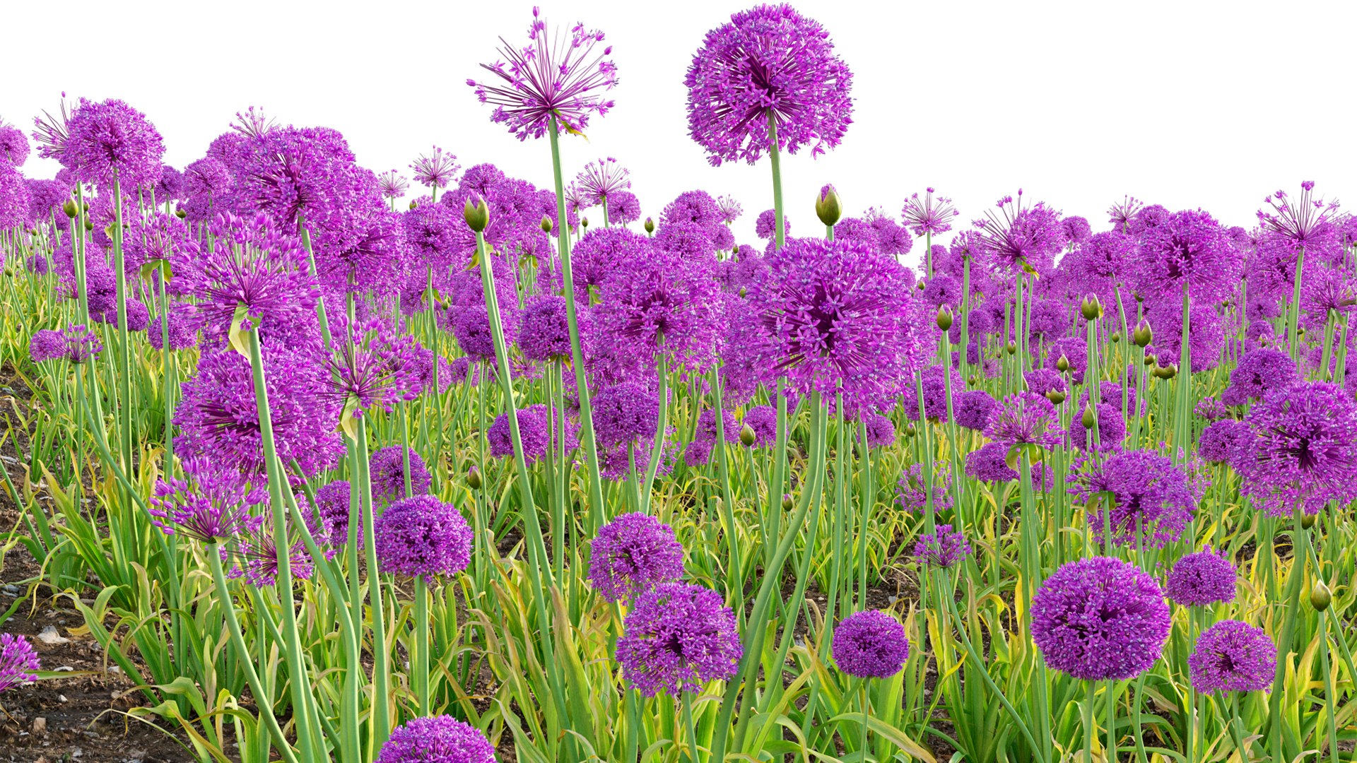 Allium hollandicum - Purple Sensation - Ornamental Onion 3D model https://p.turbosquid.com/ts-thumb/rp/DPGYlb/cr/3dtree_alliumhollandicum_v2_09/jpg/1665027345/1920x1080/fit_q87/0b0db47f85a1bba4607caaf6c53b0520f3199d8b/3dtree_alliumhollandicum_v2_09.jpg