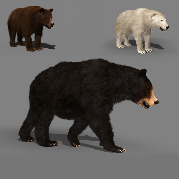 3D wild bear pack animation