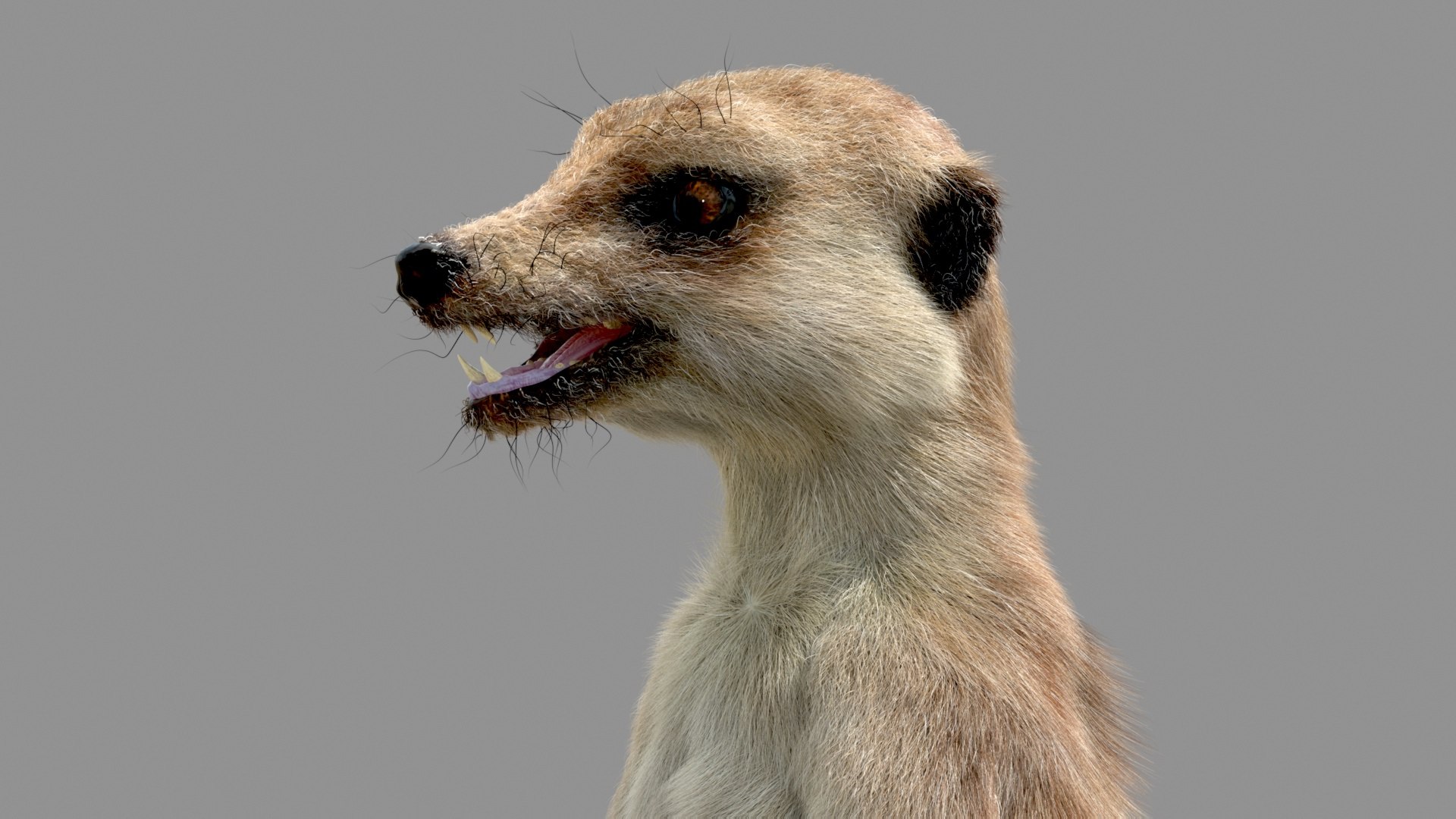 Meerkat Realistic 3D - TurboSquid 1516918