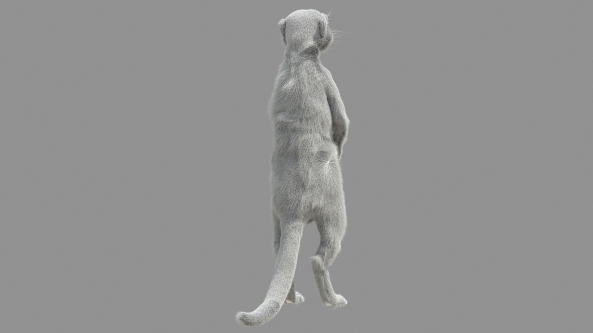 Meerkat Realistic 3D - TurboSquid 1516918