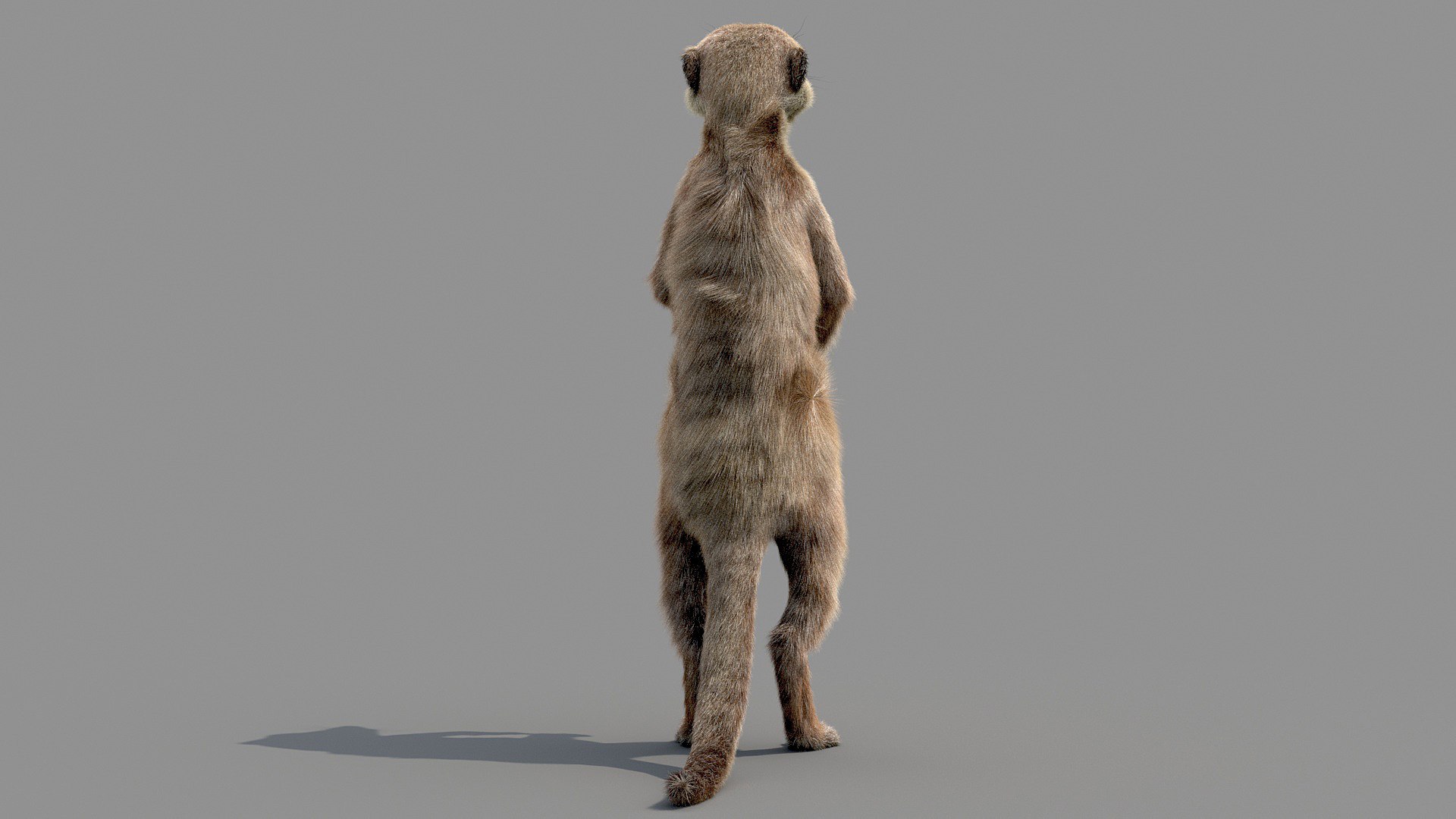 Meerkat Realistic 3D - TurboSquid 1516918